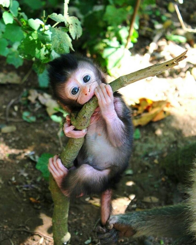 nós somos Amazônia