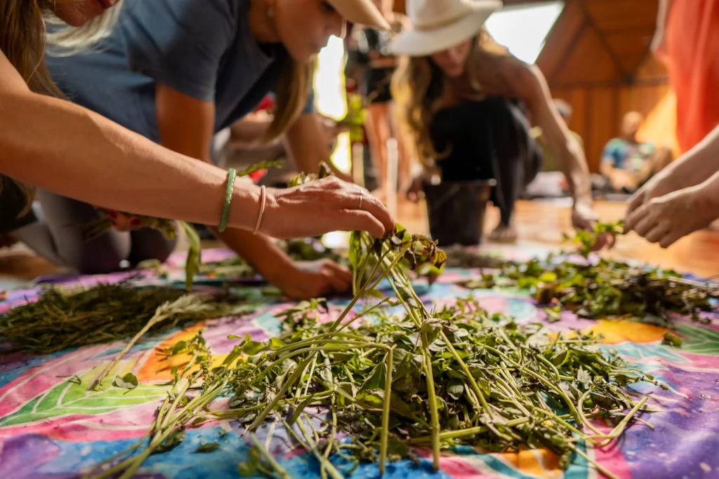 Oficina de Ervas - Retiro Sopro Ancestral - Xamanismo Sete Raios - AVIVA EYWA - Florianópolis - SC